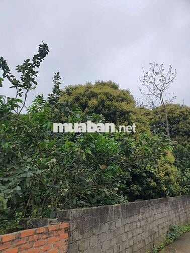 Đất sổ đỏ Phú Mãn, Quốc Oai, Hà Nội