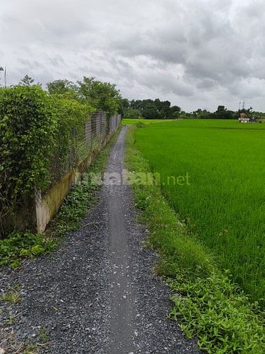 ĐẤT GIÁ RẺ  – GẦN CHỢ, TRƯỜNG HỌC – TIỀM NĂNG SINH LỜI CAO!