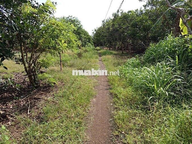 Đất trung tâm Dầu Giây, Đồng Nai.
