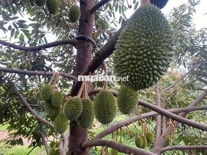 chủ cần bán gấp nhà vườn tại Đồng Nai mới giá ngộp