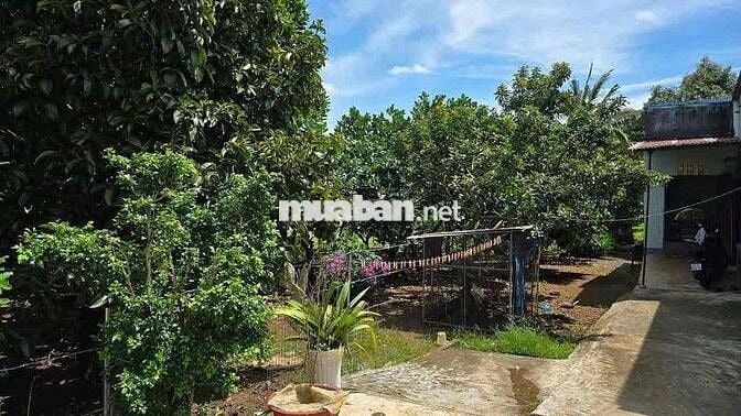 CẦN BÁN GẤP LÔ ĐẤT VƯỜN SẦU RIÊNG Ở CHƠN THÀNH, BÌNH PHƯỚC