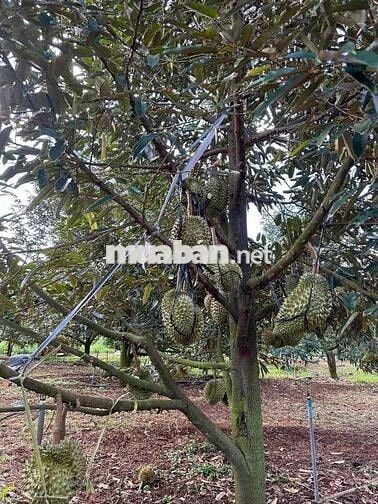 CẦN BÁN GẤP LÔ ĐẤT VƯỜN SẦU RIÊNG Ở CHƠN THÀNH, BÌNH PHƯỚC