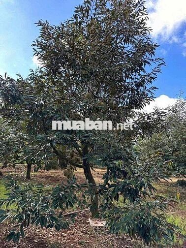 CẦN BÁN GẤP LÔ ĐẤT VƯỜN SẦU RIÊNG Ở CHƠN THÀNH, BÌNH PHƯỚC