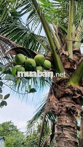 Cảnh cho thuê nhà vườn gần trường chợ đường xe tải vào thoáng mát