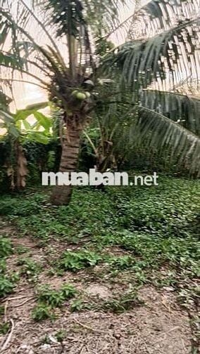 Cảnh cho thuê nhà vườn gần trường chợ đường xe tải vào thoáng mát