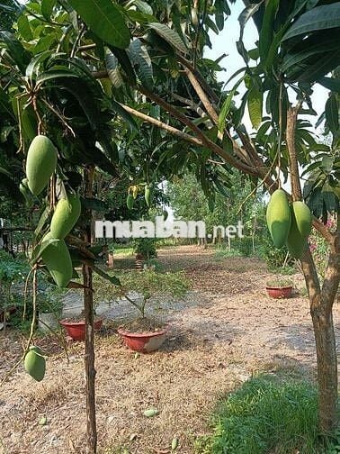 Cảnh cho thuê nhà vườn gần trường chợ đường xe tải vào thoáng mát