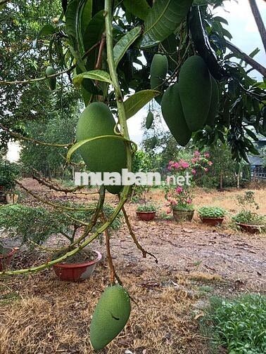 Cảnh cho thuê nhà vườn gần trường chợ đường xe tải vào thoáng mát
