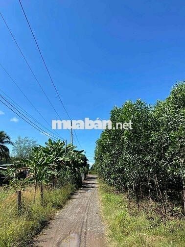 nhà vườn 3 sào 6 (3.684m2), nhà, đất vườn, ao