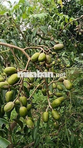 Cảnh cho thuê nhà vườn gần trường chợ đường xe tải vào thoáng mát