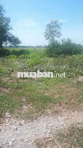 Đất Hoà Khánh Đông, Đức Hoà, Long An 208m2 thổ cư