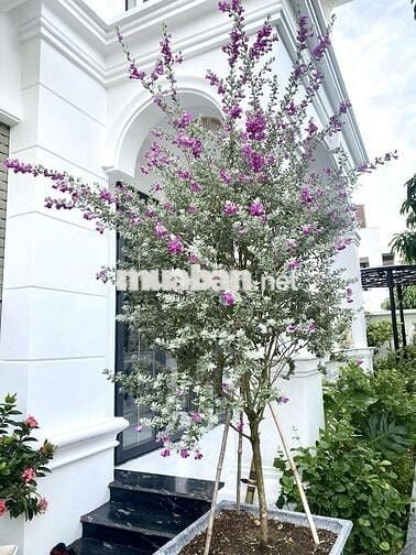CHO THUÊ VILLA SÂN VƯỜN SÔNG TẮC 5 PHÒNG NGỦ GIÁ 50 TRIỆU