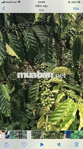 ĐẤT NGHỈ DƯỠNG TP.BẢO LỘC CẦN BÁN