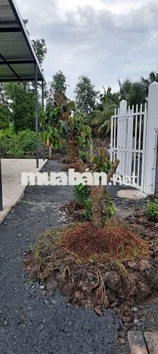 Bán đất vườn tặng nhà vườn dt 500m 25x20m giá 900tr tân thạnh thủthua