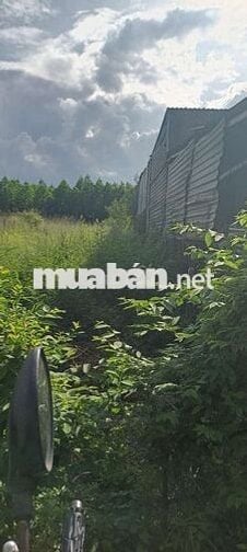 Bán đất gần ngã tư miếu ông cù Tân Uyên Bình Dương 340m² giá 2,5 tỷ