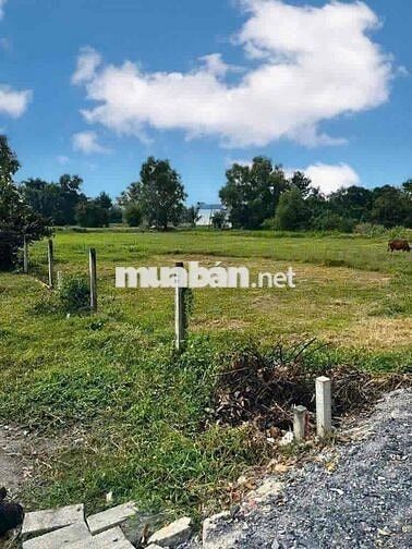 🌟 BÁN ĐẤT ĐƯỜNG LÊ THỊ VUI – PHƯỚC HIỆP, CỦ CHI – GIÁ TỐT 🌟 GIÁ 550tr