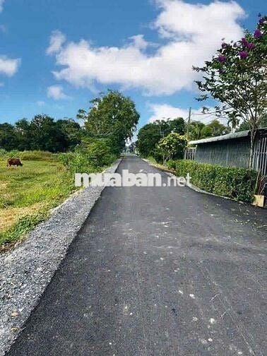 🌟 BÁN ĐẤT ĐƯỜNG LÊ THỊ VUI – PHƯỚC HIỆP, CỦ CHI – GIÁ TỐT 🌟 GIÁ 550tr