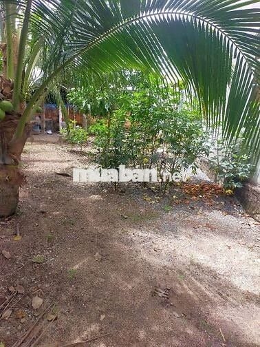 BÁN ĐẤT THỔ CƯ, MẶT TIỀN NHỰA, XUYÊN MỘC, BRVT
