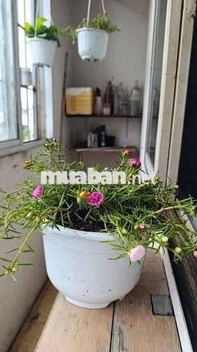 Cho thuê căn hộ chung cư quận 1