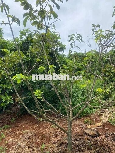 Chủ gửi bán lô đất nghĩ dưỡng tại Di Linh có nhà sẵn giá chỉ 550tr