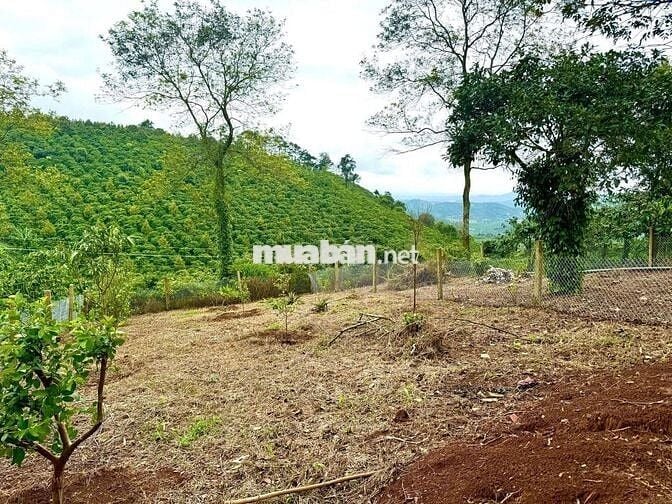 Chủ gửi bán lô đất nghĩ dưỡng tại Di Linh có nhà sẵn giá chỉ 550tr