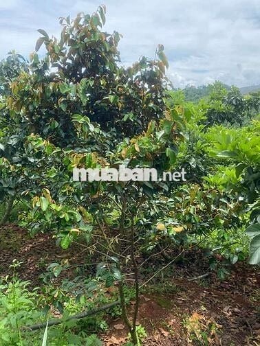 Chủ gửi bán lô đất nghĩ dưỡng tại Di Linh có nhà sẵn giá chỉ 550tr