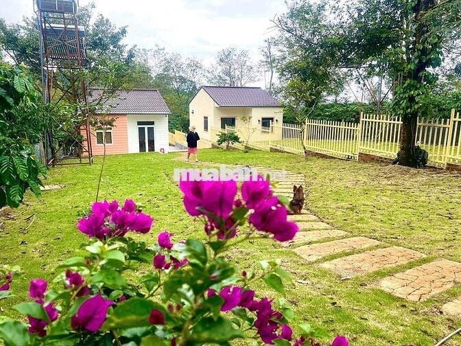 Chủ gửi bán lô đất nghĩ dưỡng tại Di Linh có nhà sẵn giá chỉ 550tr