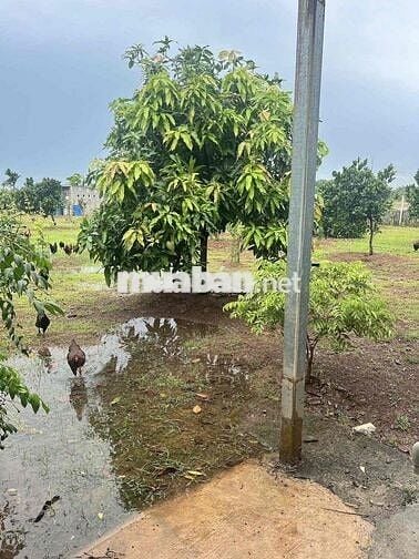 Cho thuê 3000m2 đất kèm nhà mặt tiền đường cây dương bình hoà