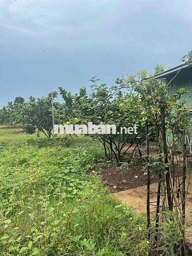 Cho thuê 3000m2 đất kèm nhà mặt tiền đường cây dương bình hoà