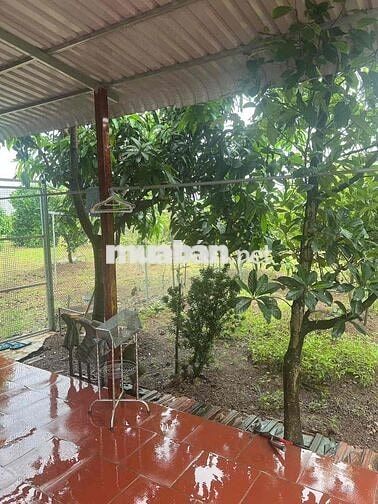Cho thuê 3000m2 đất kèm nhà mặt tiền đường cây dương bình hoà