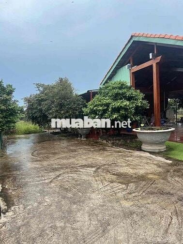 Cho thuê 3000m2 đất kèm nhà mặt tiền đường cây dương bình hoà