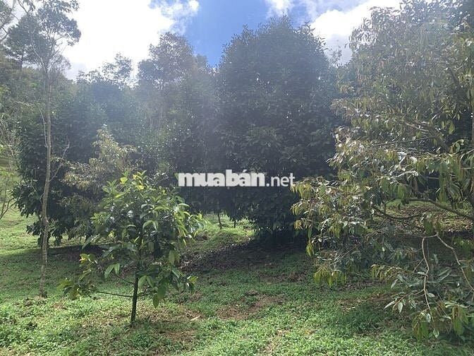 Bán đất vườn 7800m² view đẹp+ cây ăn trái, sưa đỏ- chỉ 8km TP Bảo Lộc