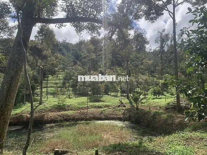 Bán đất vườn 7800m² view đẹp+ cây ăn trái, sưa đỏ- chỉ 8km TP Bảo Lộc