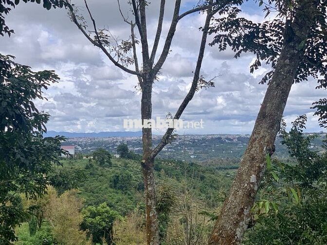 Bán đất vườn 7800m² view đẹp+ cây ăn trái, sưa đỏ- chỉ 8km TP Bảo Lộc