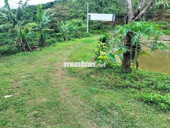 🌿 BÁN ĐẤT NGHỈ DƯỠNG – CÓ SỔ ĐỎ RIÊNG – HUYỆN BẢO LÂM, LÂM ĐỒNG 🌿