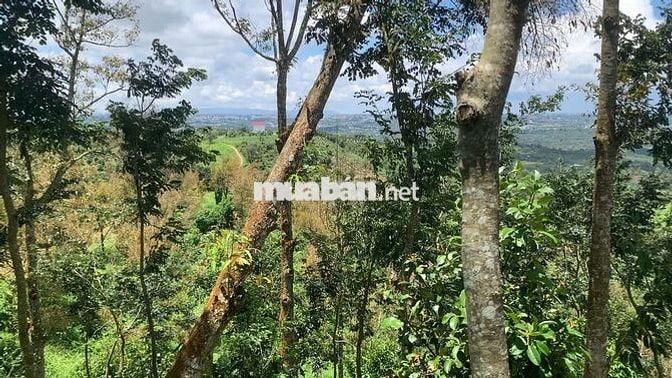 Bán đất vườn 7800m² view đẹp+ cây ăn trái, sưa đỏ- chỉ 8km TP Bảo Lộc
