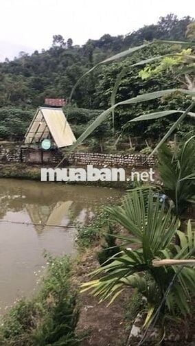 🌿 BÁN ĐẤT NGHỈ DƯỠNG – CÓ SỔ ĐỎ RIÊNG – HUYỆN BẢO LÂM, LÂM ĐỒNG 🌿