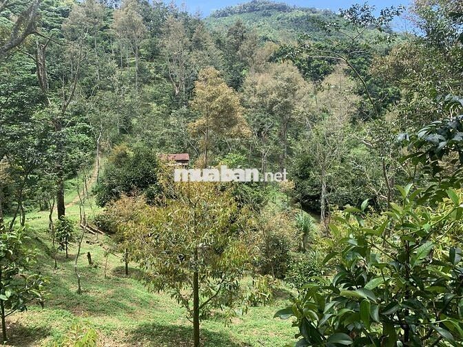 Bán đất vườn 7800m² view đẹp+ cây ăn trái, sưa đỏ- chỉ 8km TP Bảo Lộc