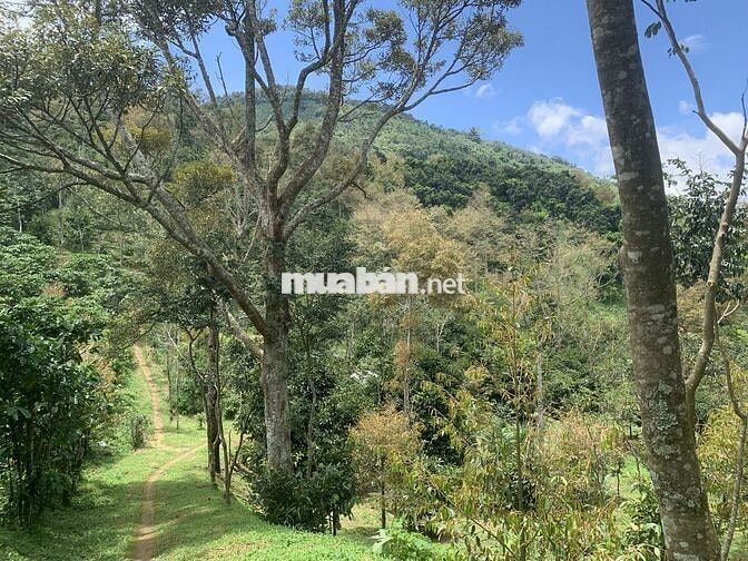 Bán đất vườn 7800m² view đẹp+ cây ăn trái, sưa đỏ- chỉ 8km TP Bảo Lộc