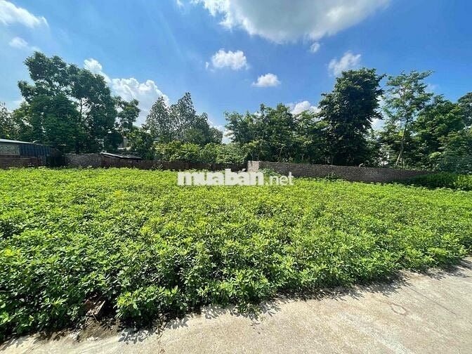 ĐẤT Phù Linh,Sóc Sơn-81M-MT 6.5M- Đường Thông Ô tô tránh-