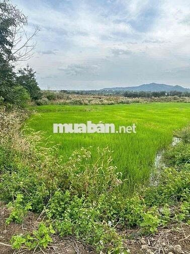 #Thôn8, #CưÊbur (cũ), Phường BMT, Cách Phố 9Km