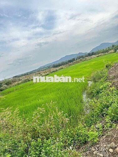 #Thôn8, #CưÊbur (cũ), Phường BMT, Cách Phố 9Km