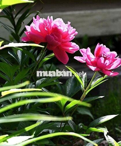 Ann bán đất mặt tiền đường NCQ full thổ SHCC giá 7t