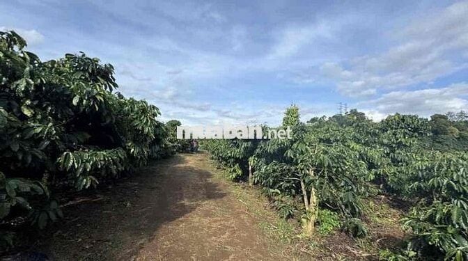 CẦN BÁN GẤP LÔ ĐẤT VIEW XỊN BẢO LỘC