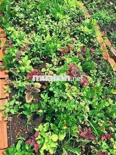 🏡 Cực hiếm! 2000m² Long Khánh, giá 1.95 tỷ, kề cao tốc Dầu Giây Đà Lạt