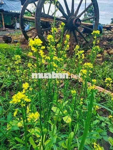 🏡 Cực hiếm! 2000m² Long Khánh, giá 1.95 tỷ, kề cao tốc Dầu Giây Đà Lạt