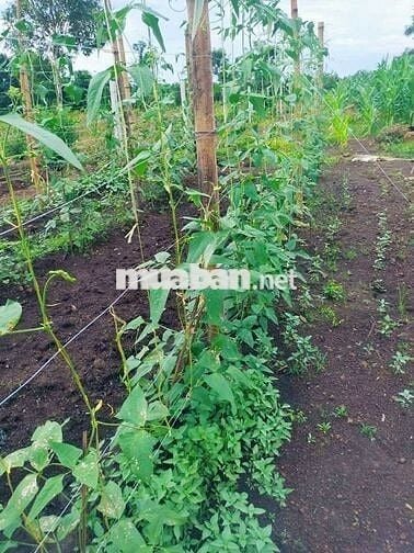 🏡 Cực hiếm! 2000m² Long Khánh, giá 1.95 tỷ, kề cao tốc Dầu Giây Đà Lạt