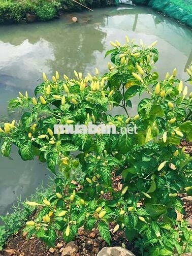🏡 Cực hiếm! 2000m² Long Khánh, giá 1.95 tỷ, kề cao tốc Dầu Giây Đà Lạt