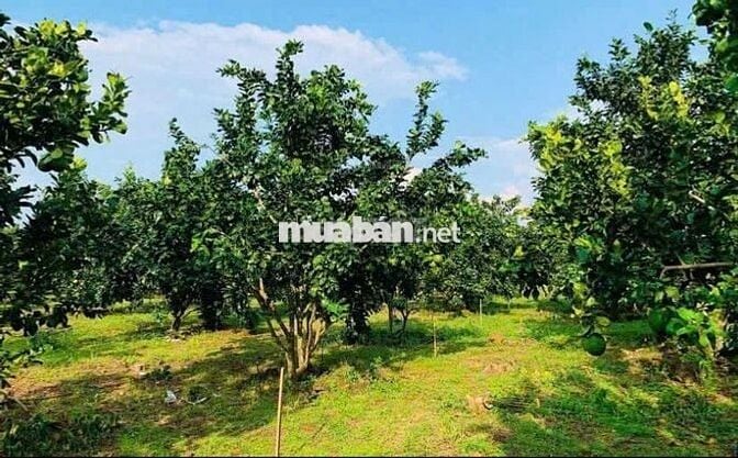 bán đất bcó rào sẵn trồg cây ăn trái