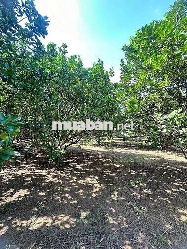 Chính chủ bể ngộp cần bán gấp 4300m2 đất tặng nhà mái Thái