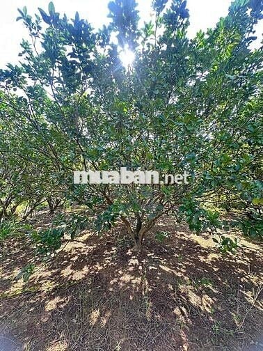 Chính chủ bể ngộp cần bán gấp 4300m2 đất tặng nhà mái Thái